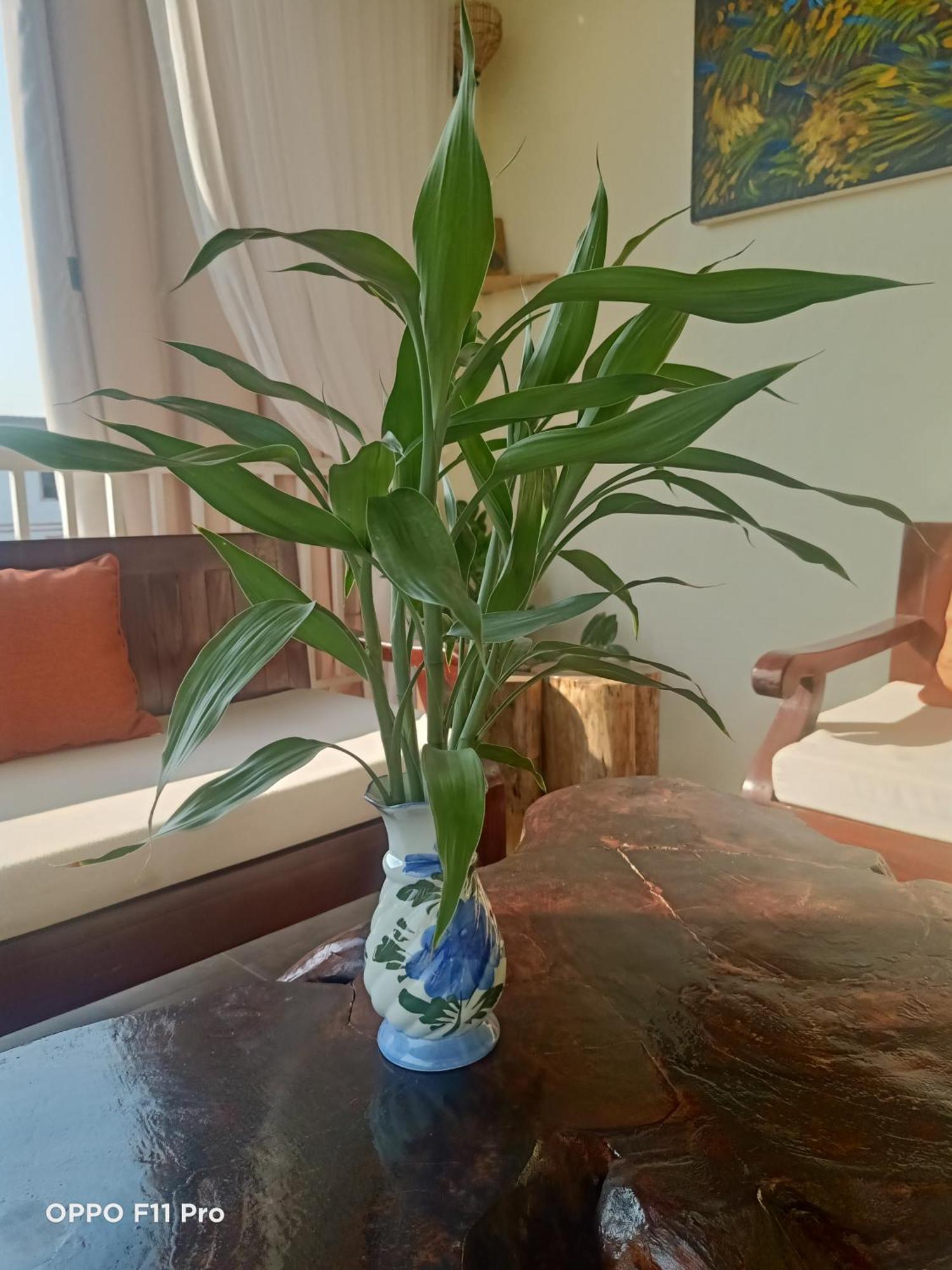 Homestay Yellow Natural House سيام ريب المظهر الخارجي الصورة