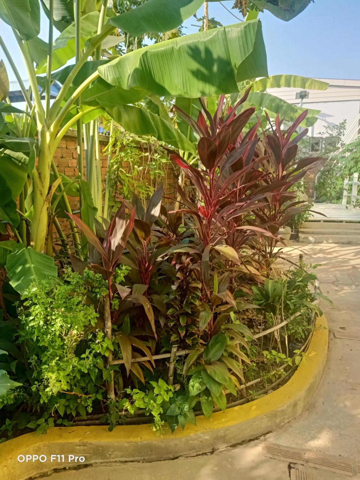 Homestay Yellow Natural House سيام ريب المظهر الخارجي الصورة