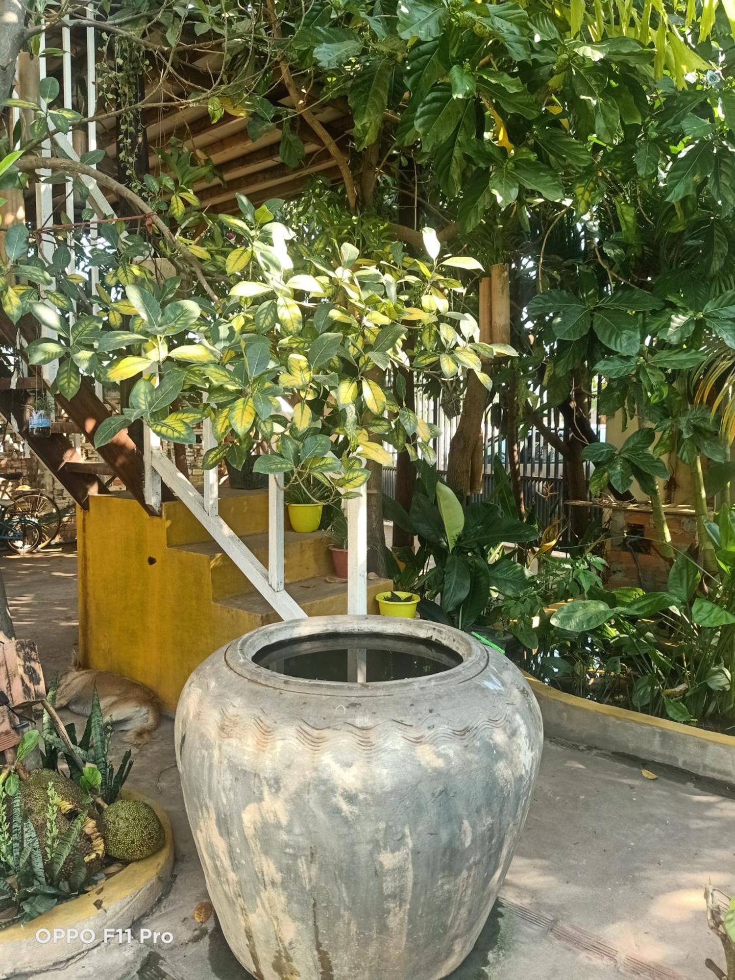 Homestay Yellow Natural House سيام ريب المظهر الخارجي الصورة