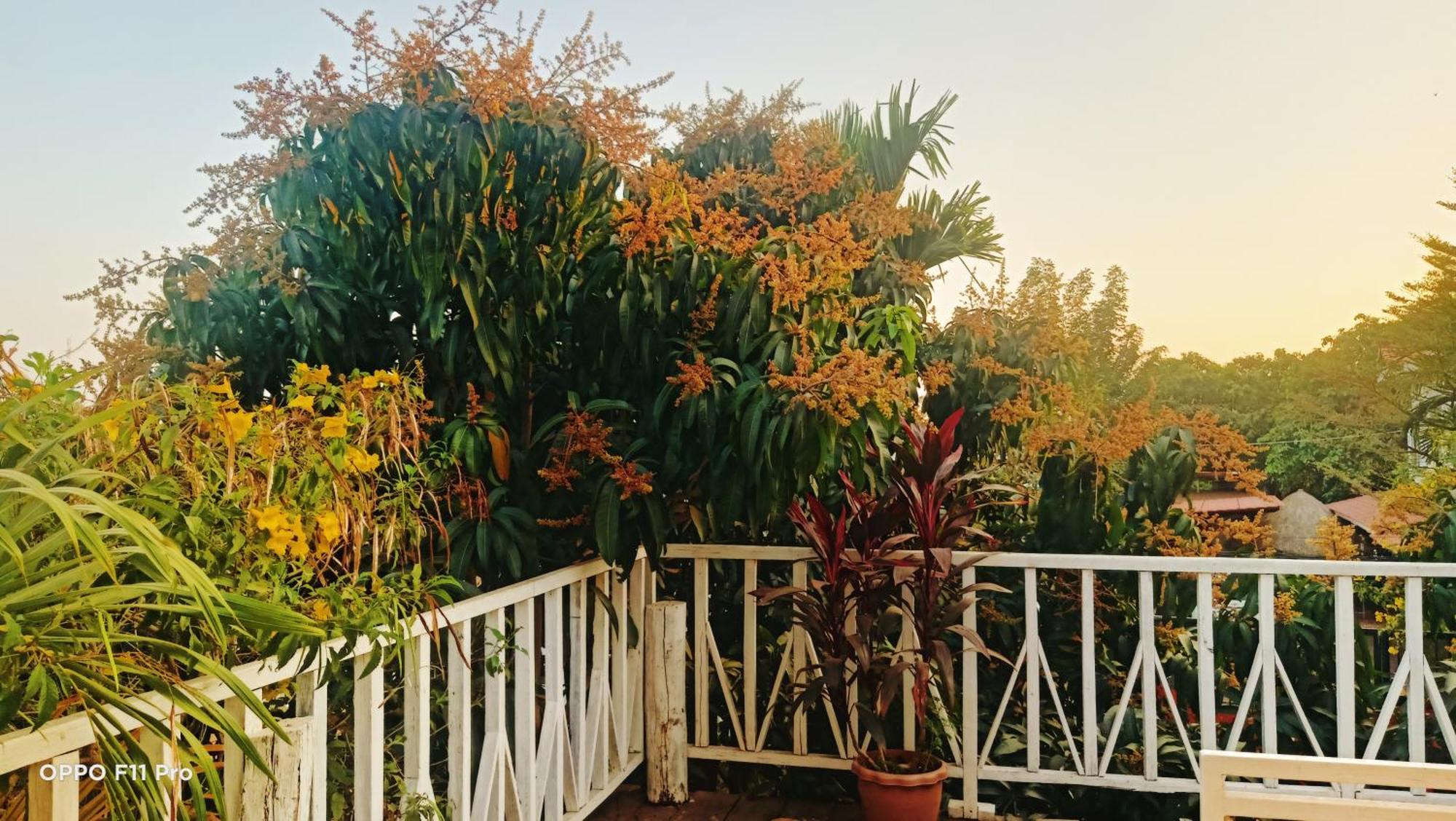 Homestay Yellow Natural House سيام ريب المظهر الخارجي الصورة
